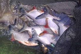 Teknik Pembesaran Ikan